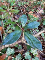 Ternstroemia