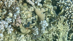 Pycnochromis dimidiatus