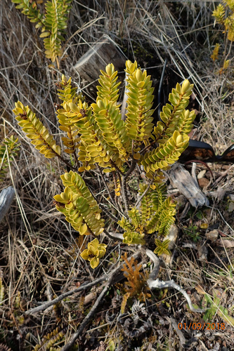 Image of Veronica baylyi by (c) Duncan Cunningham, some rights reserved (CC BY)