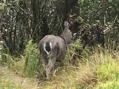 Odocoileus virginianus goudotii