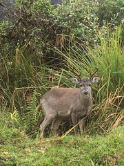 Odocoileus virginianus goudotii