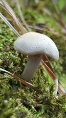 Cortinarius anocorium