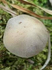 Cortinarius anocorium