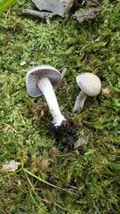 Cortinarius anocorium