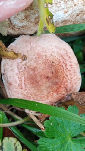 Haringača (Lepiota cristata)