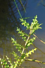 Acanthus ilicifolius