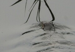 Lontra longicaudis