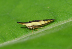 Polyglypta