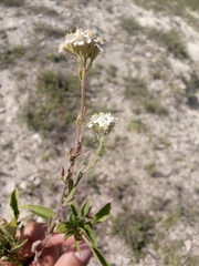 Achillea setacea