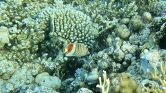 Chaetodon paucifasciatus