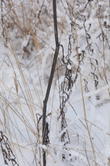 Pastinaca sativa sylvestris