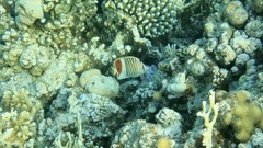 Chaetodon paucifasciatus