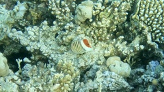 Chaetodon paucifasciatus