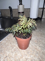 Selaginella erythropus
