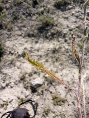 Achillea setacea