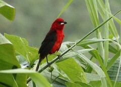 Ramphocelus bresilius