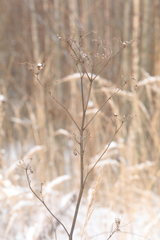 Pastinaca sativa sylvestris