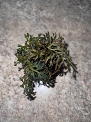 Selaginella erythropus