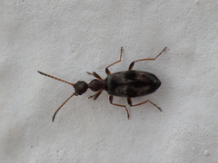 Microhoria
