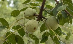 Sclerocarya birrea caffra