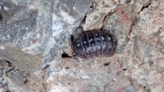 Armadillidium
