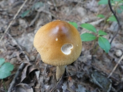Amanita crocea