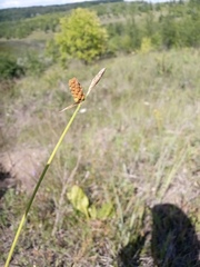 Carex tomentosa