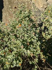 Buddleja marrubiifolia