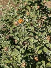 Buddleja marrubiifolia