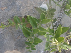 Carissa bispinosa