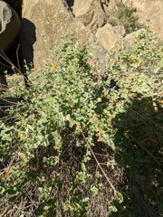 Buddleja marrubiifolia