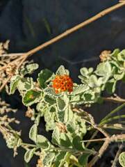 Buddleja marrubiifolia