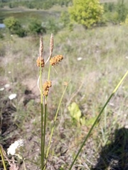 Carex tomentosa