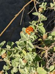 Buddleja marrubiifolia