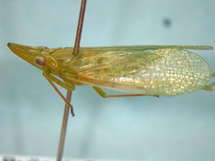 Rhynchomitra microrhina