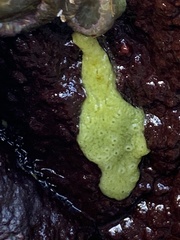 Halichondria panicea