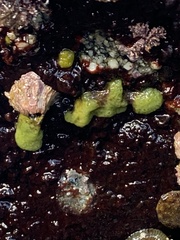 Halichondria panicea