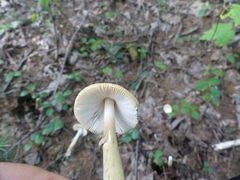 Amanita crocea