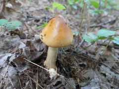 Amanita crocea