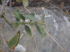 Carissa bispinosa