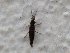 Raphirus