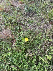 Oenothera humifusa