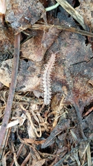 Polydesmus complanatus