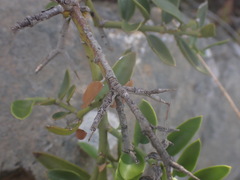 Carissa bispinosa