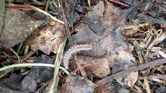 Polydesmus complanatus