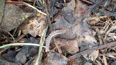 Polydesmus complanatus