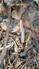 Polydesmus complanatus