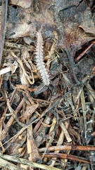 Polydesmus complanatus