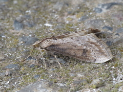 Evergestis isatidalis