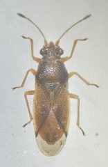 Cymus melanocephalus